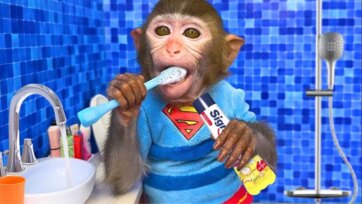 Monkey Finds Eggs Full of Baby Animals